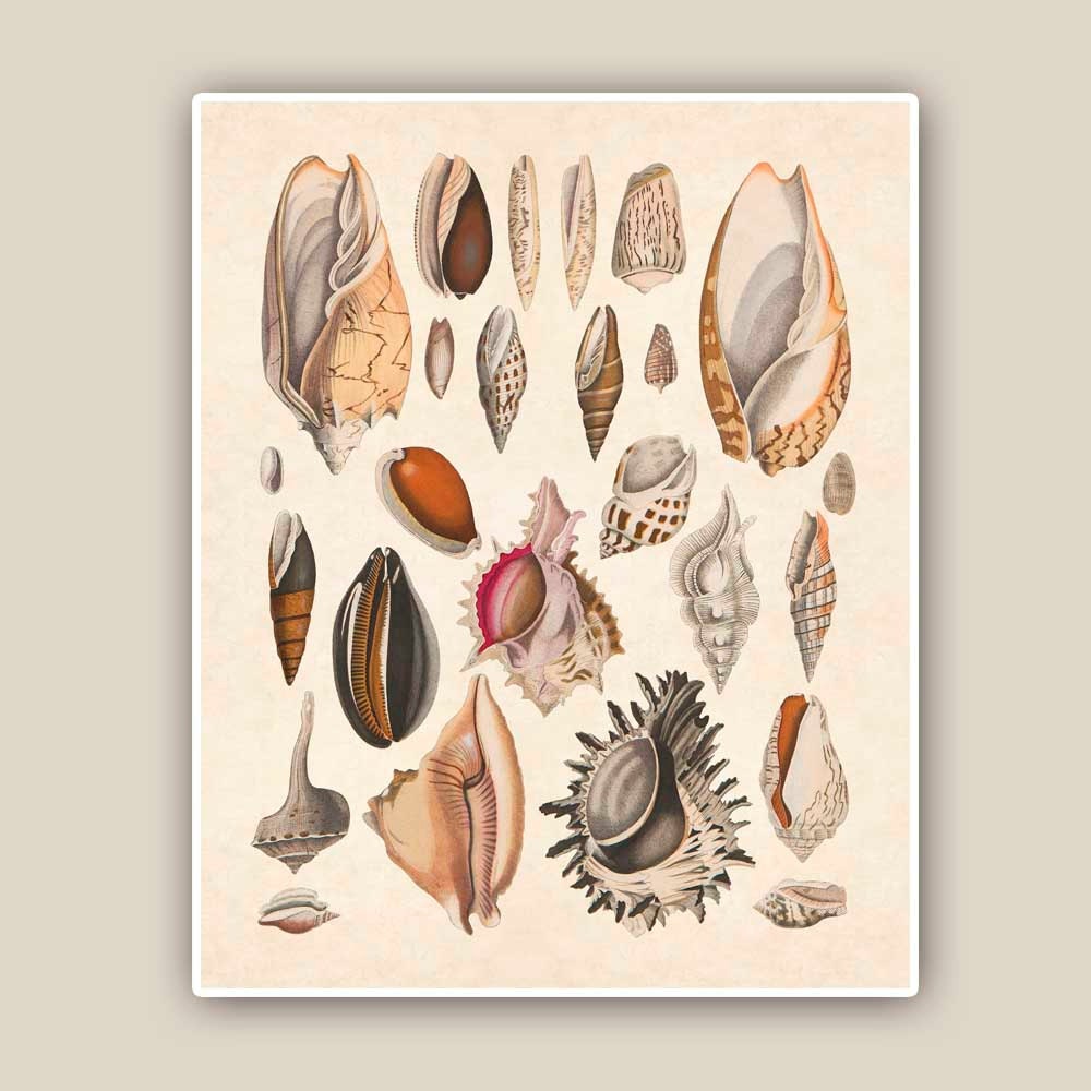 Seashells 2 Print, 10x8 Vintage illustrations,  Seashore art  Print, Coastal Living, shabby chic, nautical printmaking