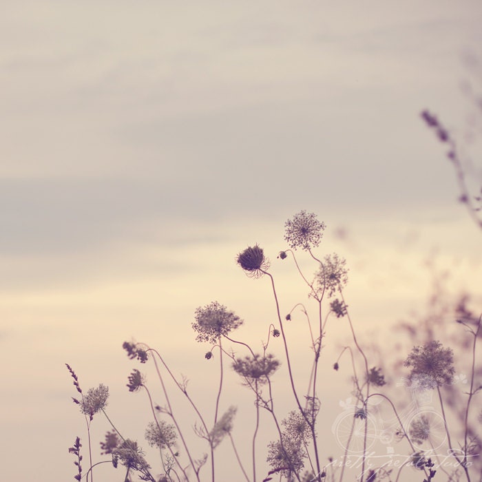 Floral Fine Art Photograph, Queen Annes Lace Flowers, Wildflowers, Summer, Vintage Feel, Soft Subtle Hues, Lavender Hues, Square 8x8 Print