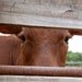 Calf photo, Farm photography, Country, Rustic, Farm wall art, Farm animal, Cows, 8x10, "Red Calf"