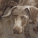 Good Boy Weimaraner Dog - 11 x 14 Childrens Art Print