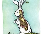 Spring Bunny Anatomical
