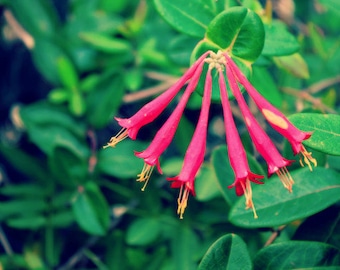 Trumpet Honeysuckle: fine art macro floral photograph print of red and yellow flower with green leaves