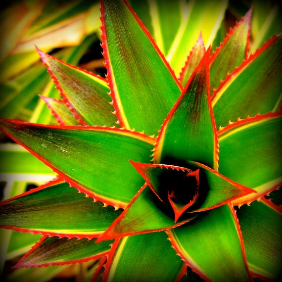Pineapple Plant: square fine art photograph print of exotic, tropical flora in bold green, red, yellow, and black