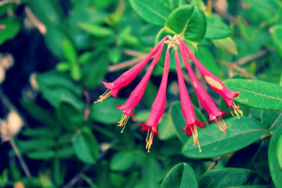 Trumpet Honeysuckle: fine art macro floral photograph print of red and yellow flower with green leaves
