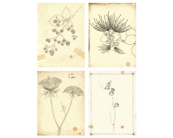 Rustic flower Prints - Botanical Art nature natural line drawings home decor kitchen art cottage plants tan beige earthy