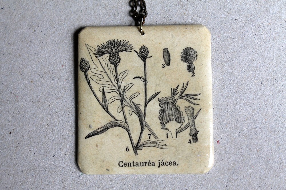 Botanical necklace - Centraurea jacea