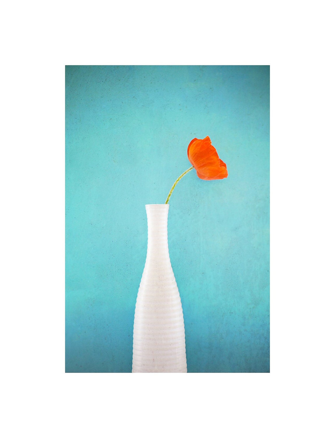 Floral art - Floral photography -Fine art photography - Poppy still - Orange- Seablue - 10 x 6,7 - Home Decor