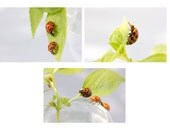 Three Lady Bug Photographs, Nature Wall Decor, Nursery Decor
