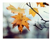 Fine Art Photography, Autumn Leaf, 8x10 Print,  Fall Photograph, Nature Photo Rustic, Yellow Leaves, Blue Sky