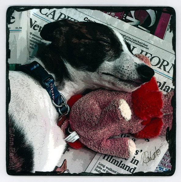 Greyhound Pup - Photo Board - Digital Photo - Ranlett  A4C
