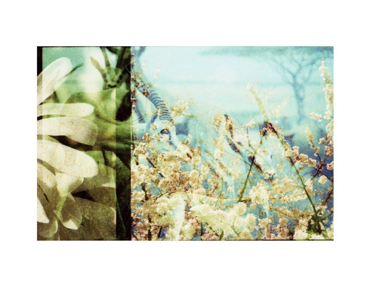 Gazelle . Flora and FaunaSeries . 8x10 Print