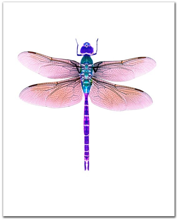 Dragonfly art Giclee print. 8 x 10. violet. by ShirleyBell