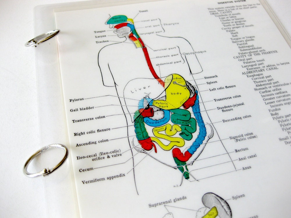 Binder // 3 Ring Binder // Anatomy Diagram // Recycled Vintage Book