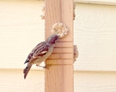 Wooden Bird Feeder Woodpecker Feeder from Recycled Cedar
