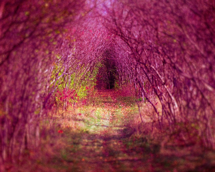 Pink accent, nature photography, dremy, fine art photo, nursery decor, pink flambe, trees, baby girl, Alice in Wonderland fairytale