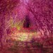 Pink accent, nature photography, dremy, fine art photo, nursery decor, pink flambe, trees, baby girl, Alice in Wonderland fairytale