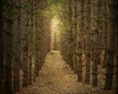 landscape fine art photography woods woodland trees path 16x16 gallery wrap home decor office decor