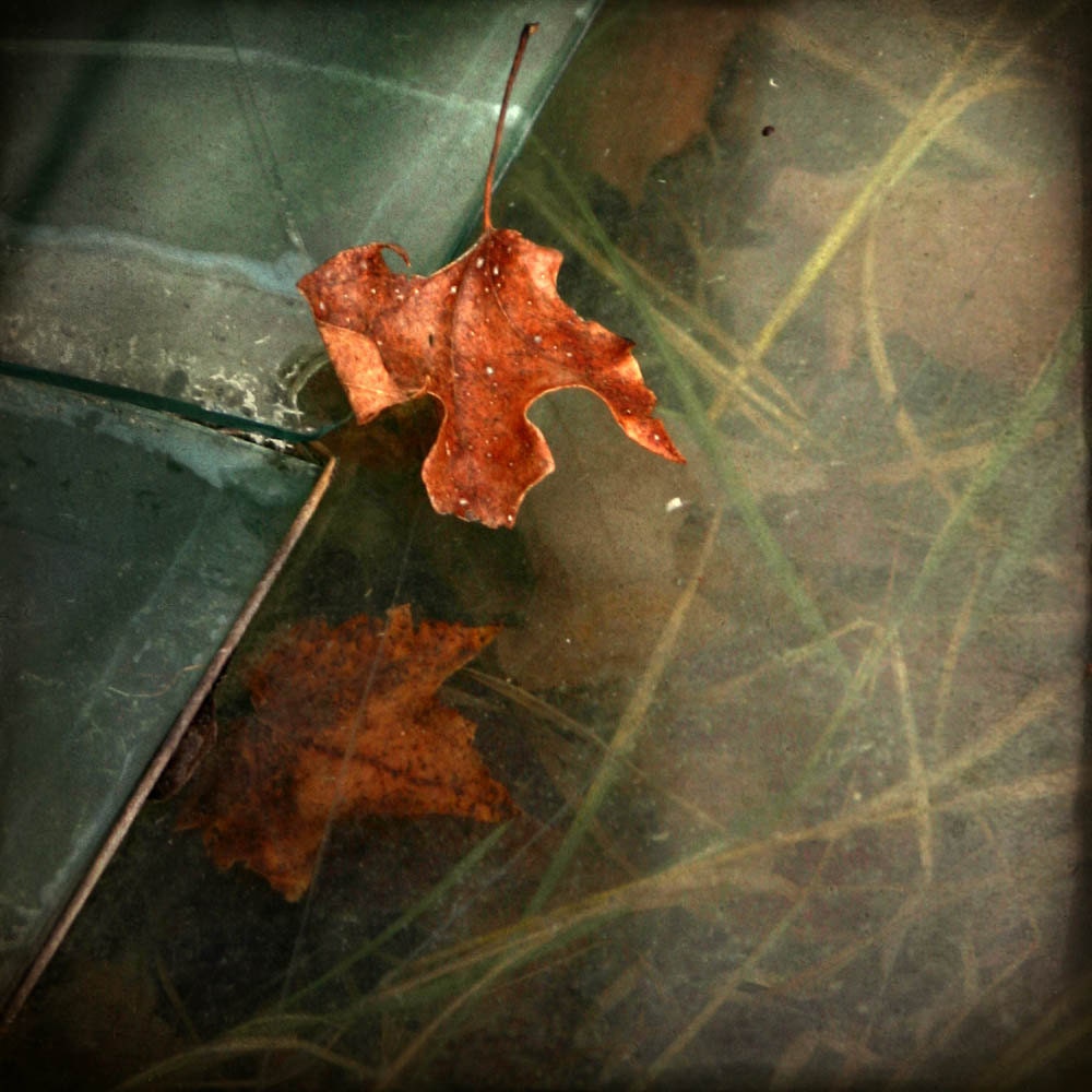 nature photography fine art photography leaf orange green 12x12 autumn
