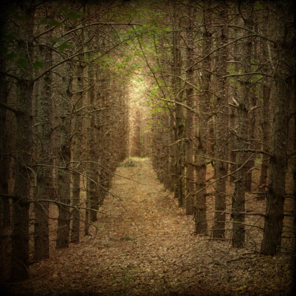 landscape fine art photography woods woodland trees path 16x16 gallery wrap home decor office decor