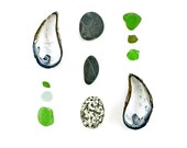 Beachcombing series No.30 - 12 x 12 photograph - beach stones, sea glass, mussel shells