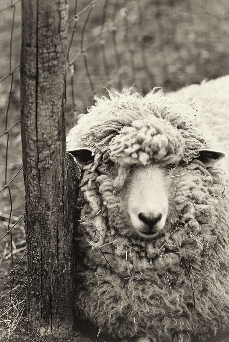 Sheep Photography, Black and White Print, Monochromatic art, Animal Photograph, nature print, wall art - 8x12