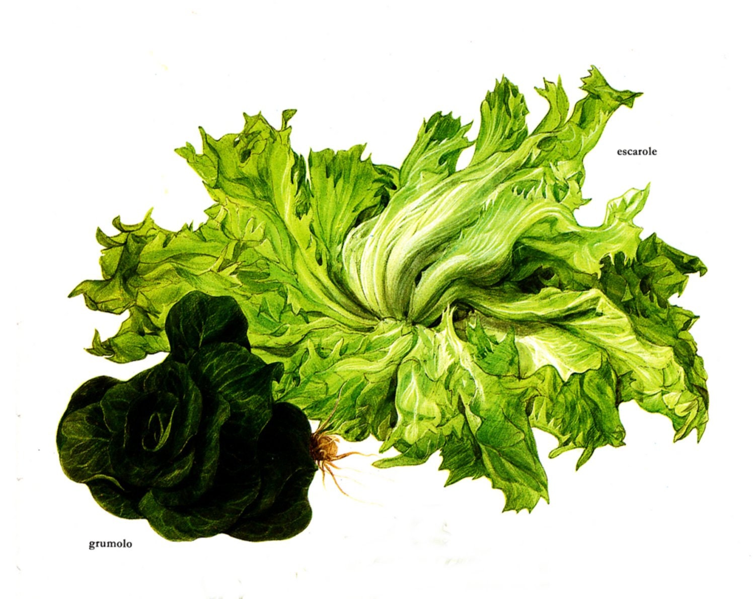 Vintage Print - Endive, Escarole - Book Plate - 1965