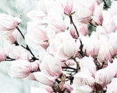 Japenese Spring Magnolias