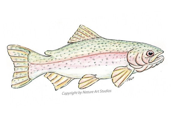 Rainbow Trout Fish Art Print From original by natureartstudio