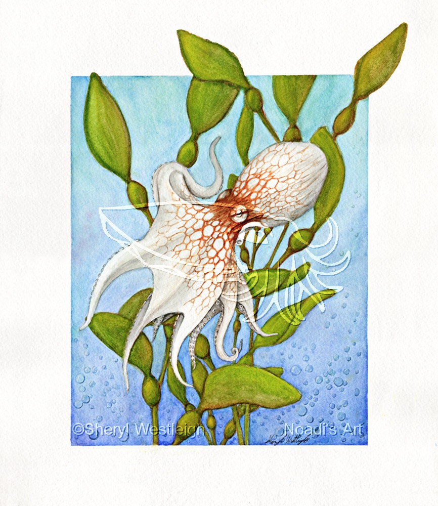 Octopus in Kelp Forest, 8x10 Print on Fugi Crystal Archive Matte - Unframed