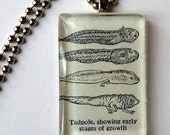Tadpole Dictionary Illustration Pendant