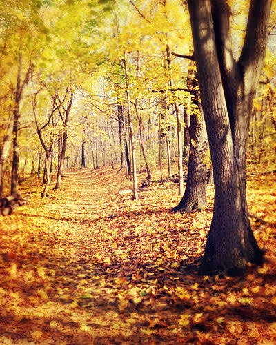 Outdoors Photography, Nature Photography, Orange, Yellow, Autumn Photo, Forest, Fall, Trees - Forest Fairytales