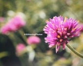 Blooming Pink Allium Fine Art Photography Print Glossy OOAK