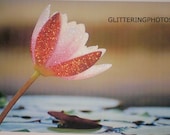 Blooming Water Lily Fine Art Photography Print Glossy OOAK