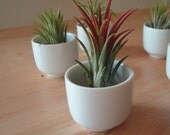 Tillandsia Air Plant in White Ceramic Mini Vase and Gift Box, Beach Decor, Party or Wedding Favors