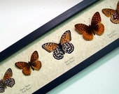 5 Meadow Wanderer Collection Speyeria Fritillary Real Framed Butterflies 8099