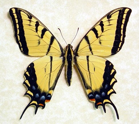 Arizona Butterfly Papilio Multicaudata Giant two Tailed Swallowtail 8081