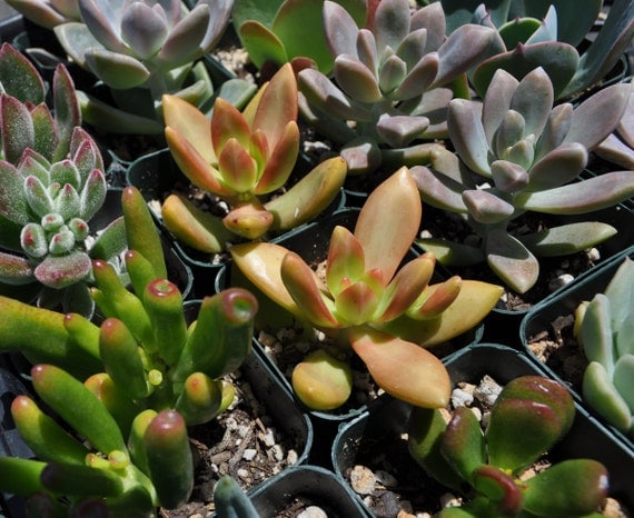 Buy plants wedding gifts - 75 Succulent Plants Wedding Centerpieces Favors Bouquets