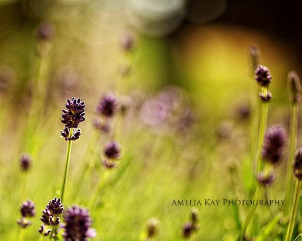 Nature Flower Photography - Dots of Purple - 8x10 floral dark purple light bright green grass lime plant violet lilac brown fall autumn