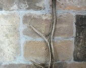 Rustic Deer Antler
