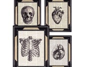 HUMAN ANATOMY art prints vintage anatomical skull heart brain ribcage medical science doctor 8x10 black white instant collection