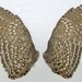 DAPPLED GROUSE WINGS (item B) real bird parts for taxidermy crafts, feather jewelry, mask, fan, hat, and costume making