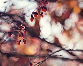 35% off SALE Winter Photo red berries rust rustic burgundy home decor photography cranberry white brown branches tree for her fine art prin