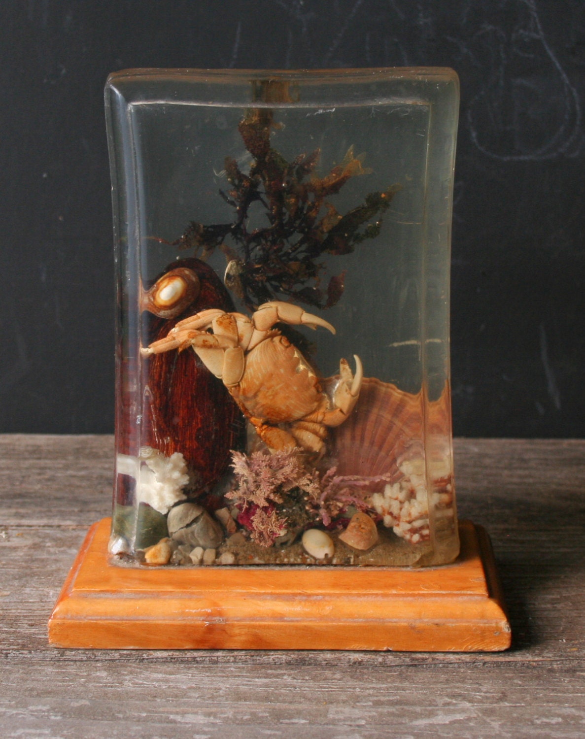 Vintage Plastic Cast of Sea Critters including Crab and others From Nowvintage on Etsy