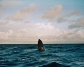 humpback whale