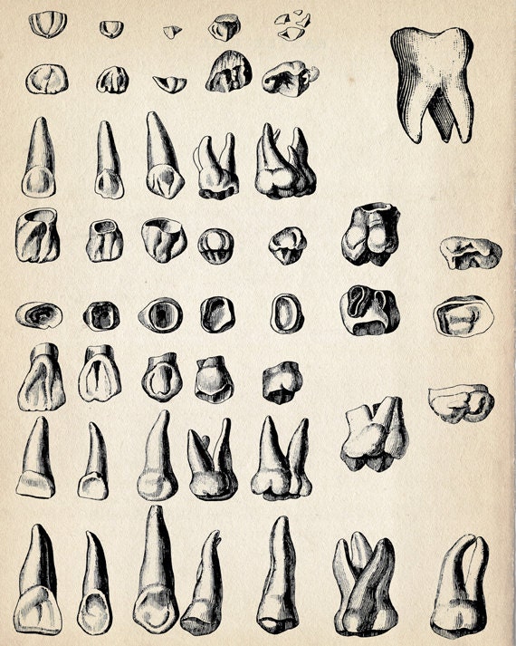 Vintage Medical Print "The Tooth Collector" Antique Anatomical Illustration - Gothic Art Weird Teeth Chart Diagram