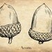 Antique Botanical Print "The Acorn" Oak Forest Woodland Illustration - Sepia Vintage Print