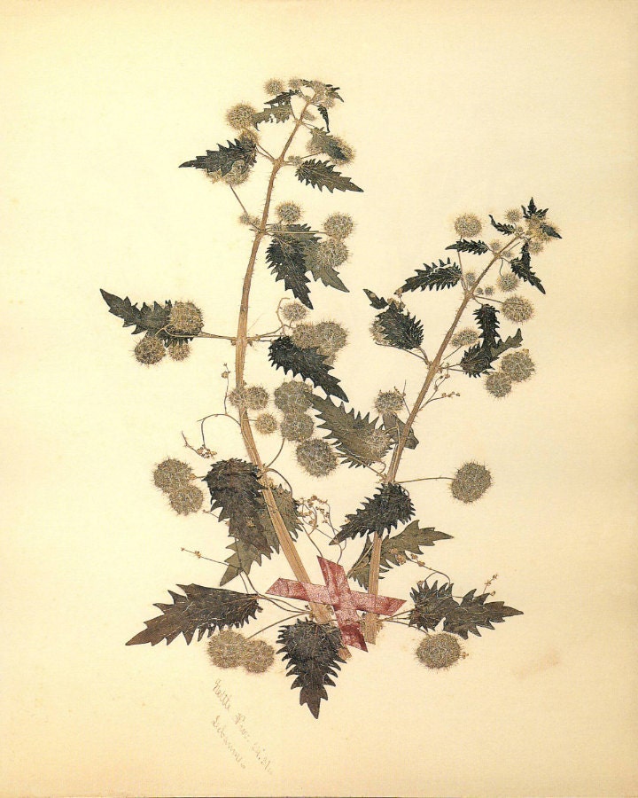 Antique Botanical Print "Nettle and Ribbon" Vintage Floral Woodland Art - Victorian Pressed Flower - Purple Green Floweres