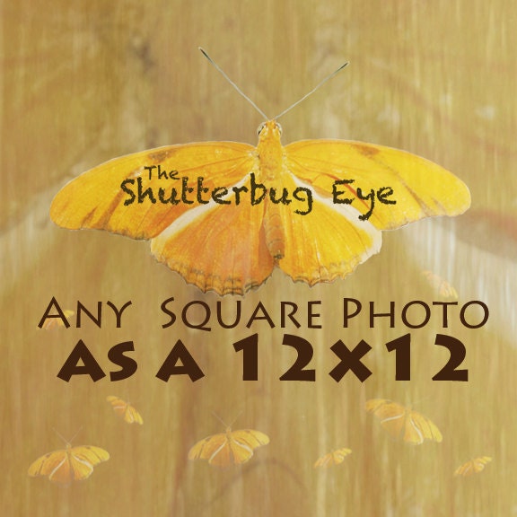 Any Square Photo as a 12x12 Photography Print, Dreamy Nature, Animals, and More, Wall Decor for your Home