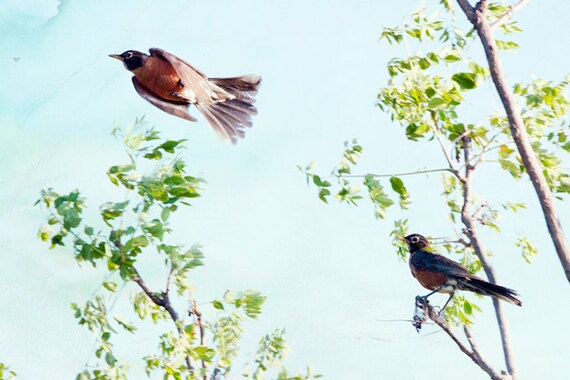 Whimsical Bird Photography Print Robin's by TheShutterbugEye