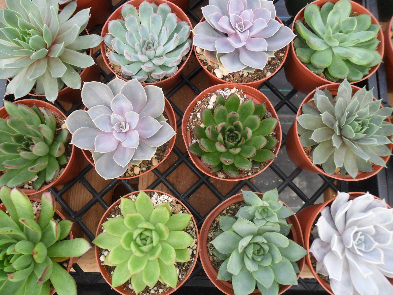 A Great Collection Of 6 Large Succulents From 4 Inch Pots, Wedding Decor, Dinner Party, Garden